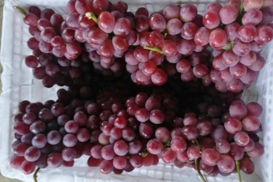 Grapes